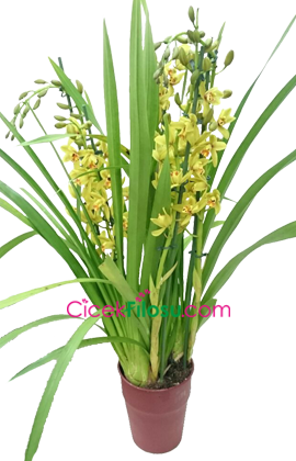 Sipityum Orkide Çiçeği Bakımı