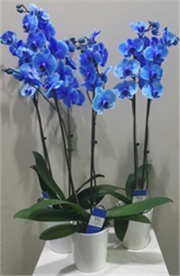 Mavi Orkide Hakkında Bilgilendirme