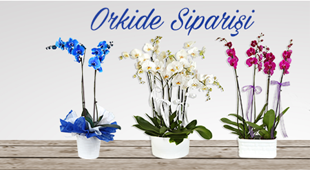 Orkide siparisi